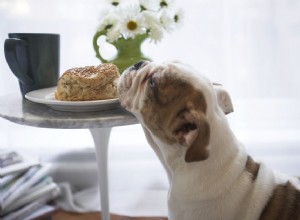 犬はパンを食べることができますか？ 