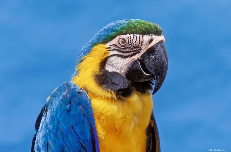 Ara blu e dorata:profilo di specie di uccelli