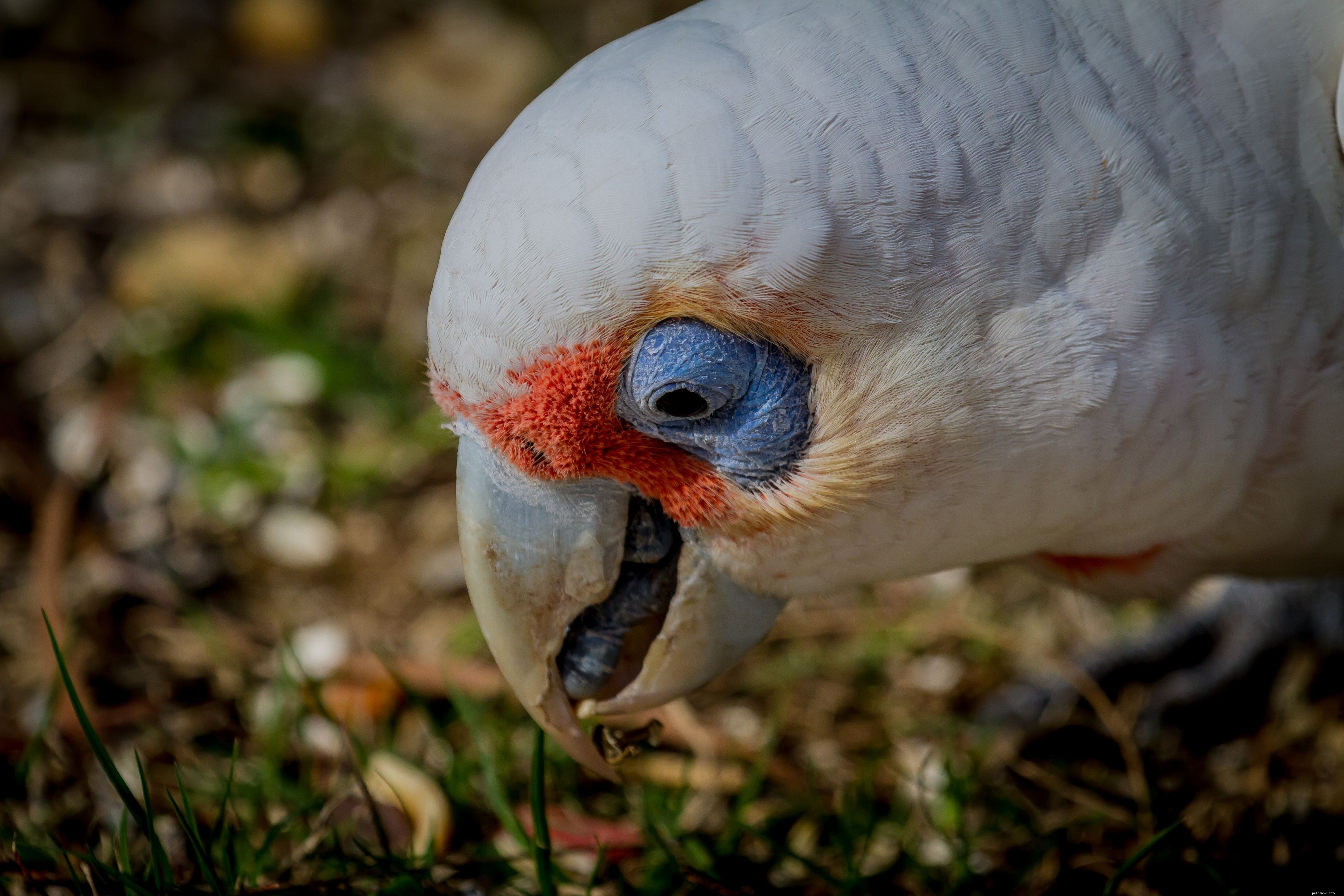 Slender-Billed Cockatoo (Long-Billed Corella):Vogelsoortprofiel