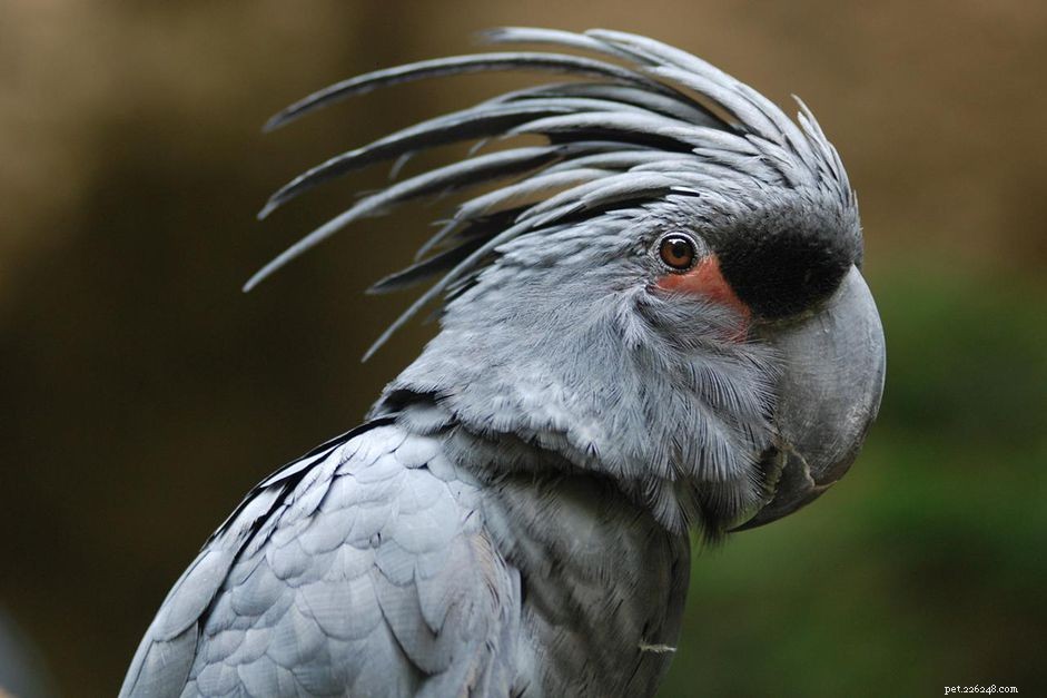 Cacatua delle palme nere (cacatua golia):profilo delle specie di uccelli