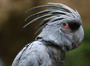 Cacatua-da-palmeira-preta (Cacatua-Golias):Perfil da espécie de pássaro