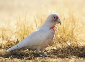 Slender-Billed Cockatoo（Long-Billed Corella）：Bird Species Profile