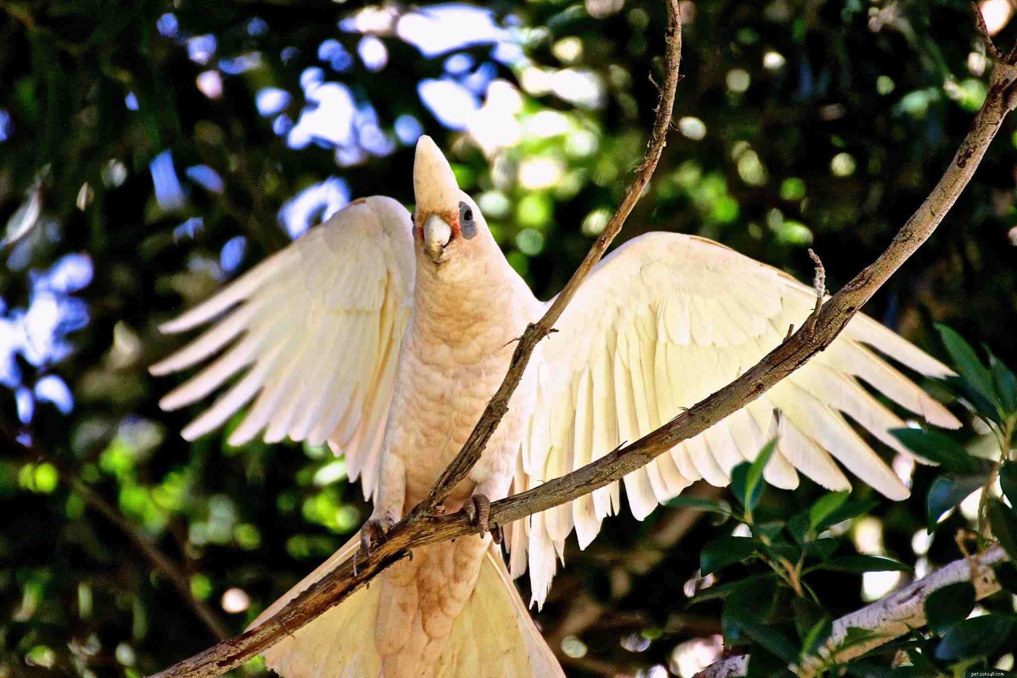 Smalnäbbkakadua (långnäbbad Corella):Fågelartsprofil