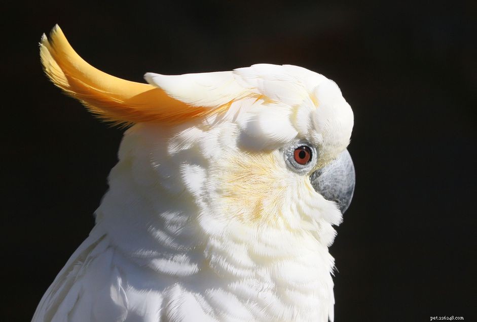 Cacatua com crista cidreira:perfil da espécie de pássaro