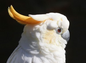 Citron-Crested Cockatoo：Bird Species Profile