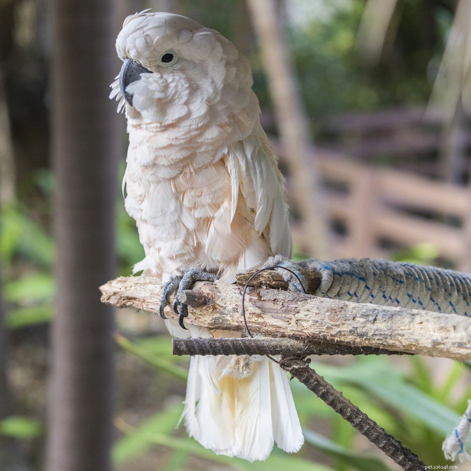 Молоккский (лососевидный) какаду:профиль видов птиц