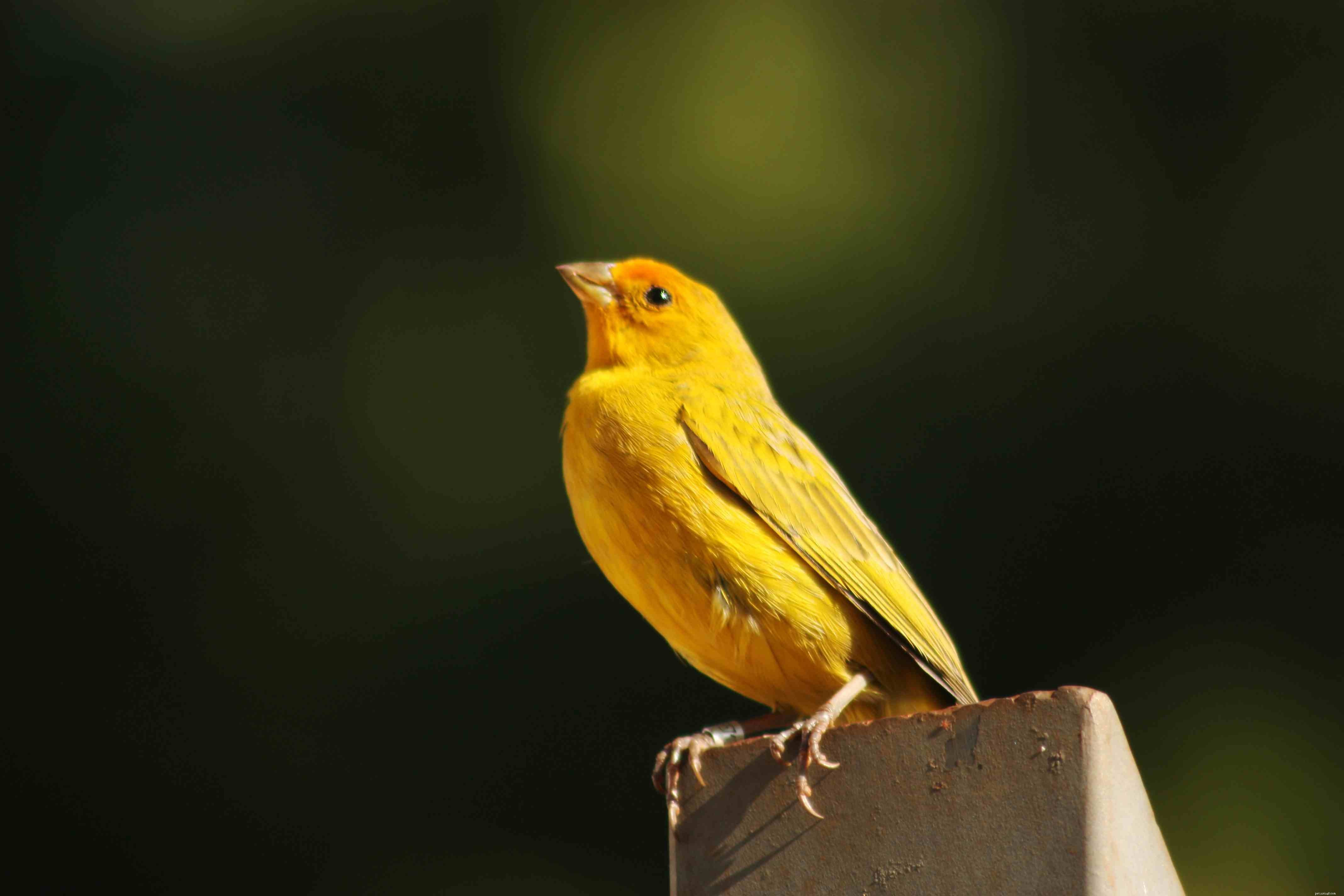 7 nejlepších druhů ptáků v zájmovém chovu pro starší lidi