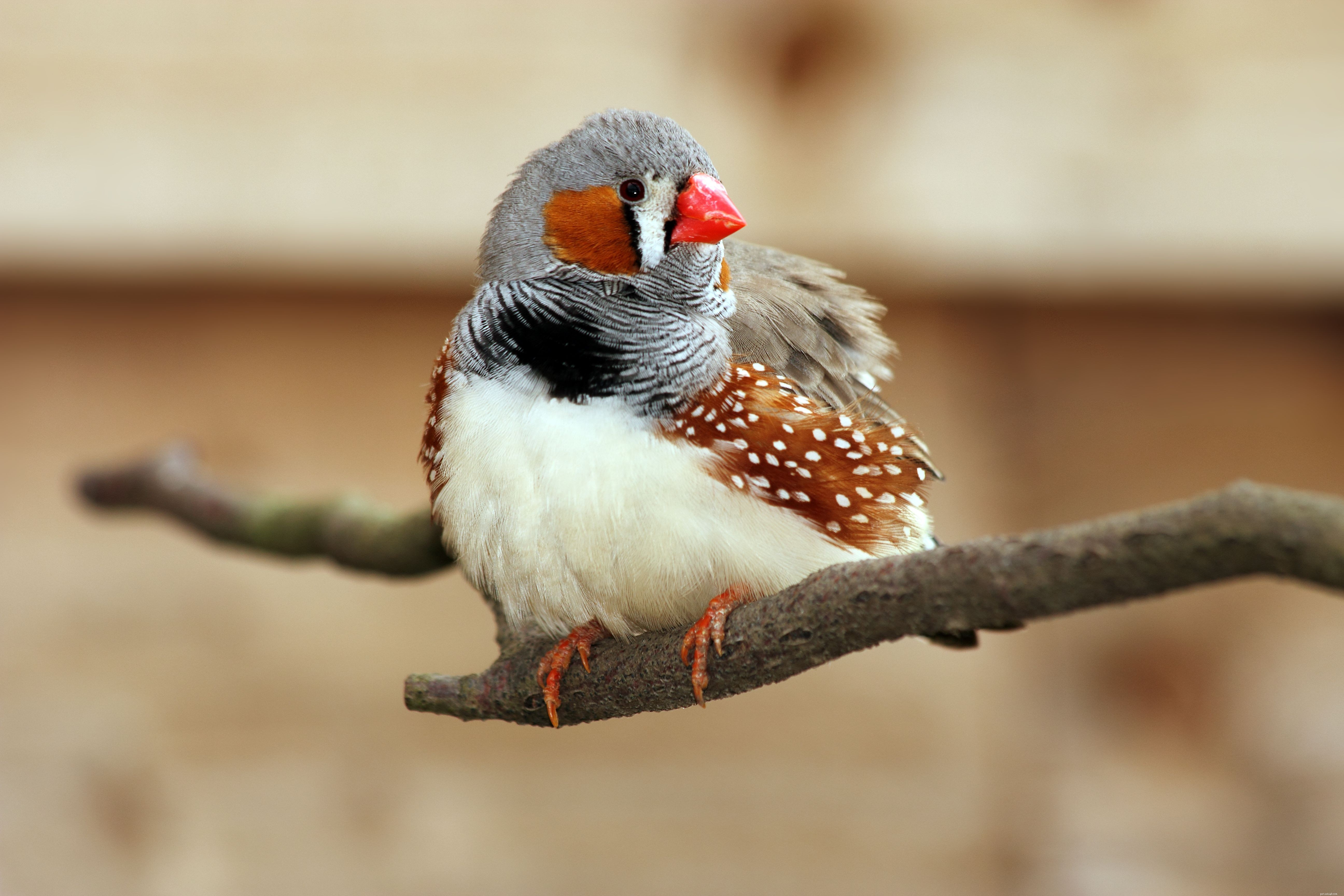 7 principales espèces d oiseaux de compagnie pour les personnes âgées