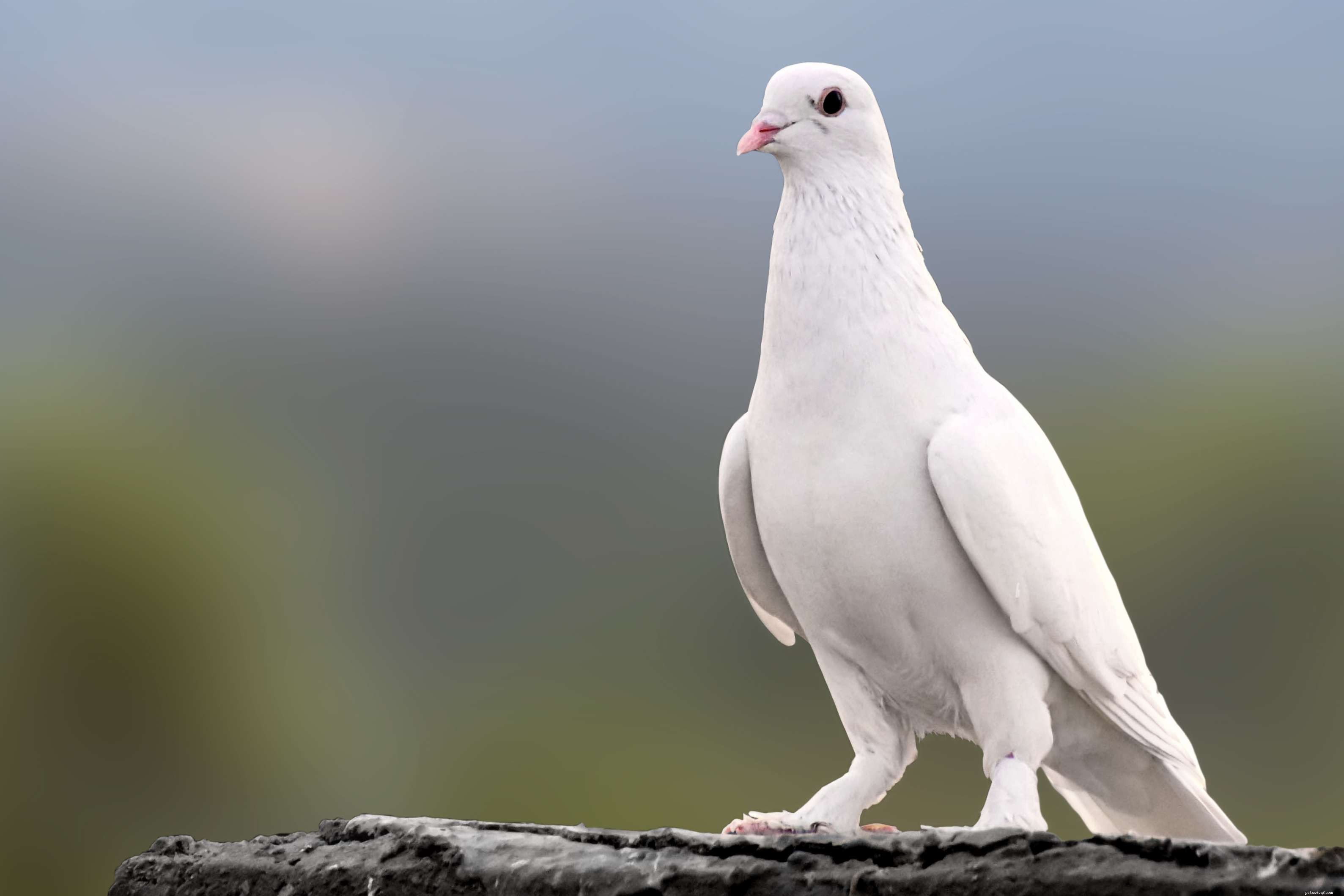 7 nejlepších druhů ptáků v zájmovém chovu pro starší lidi