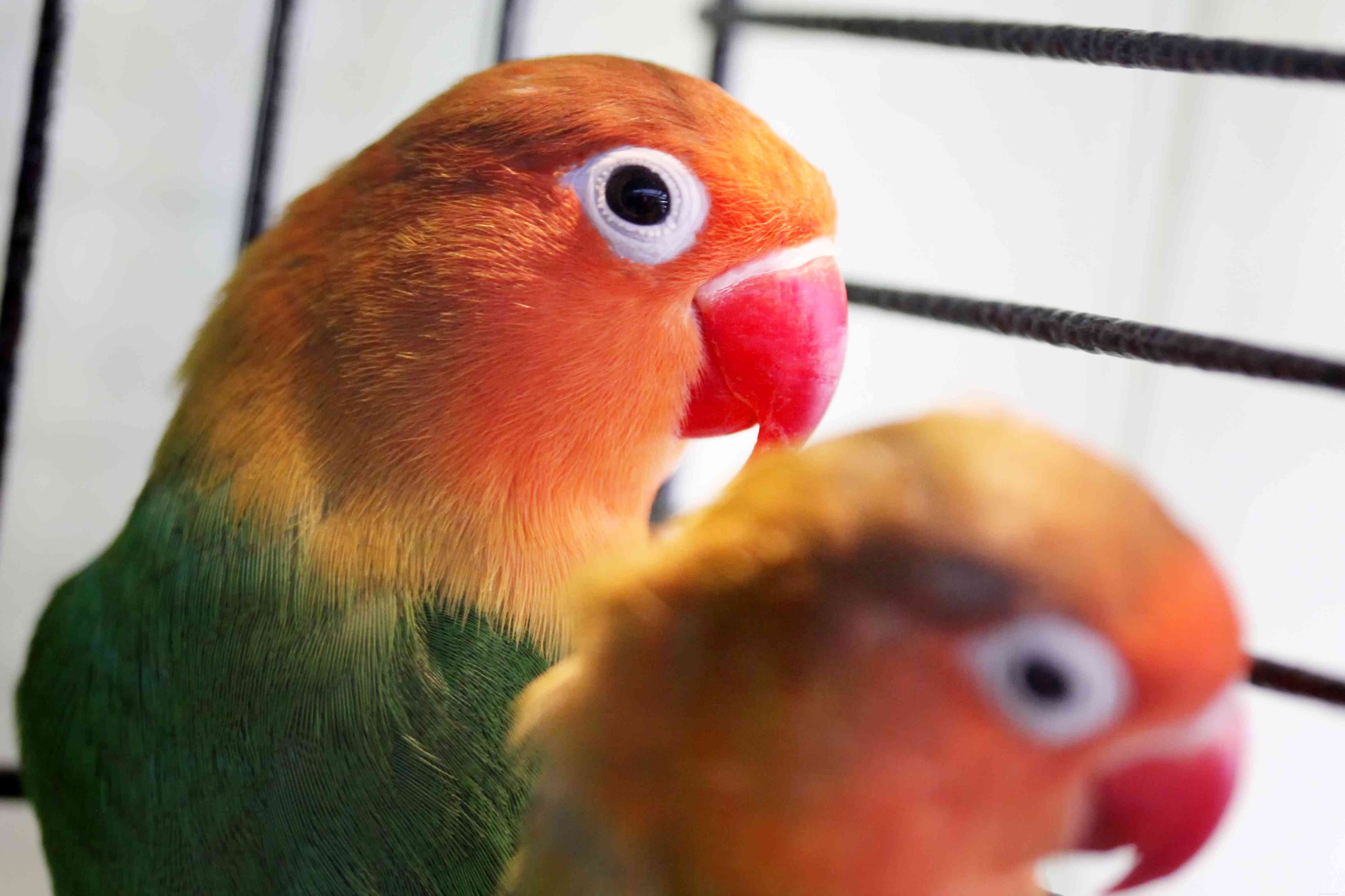 7 populära fågelarter för äldre människor