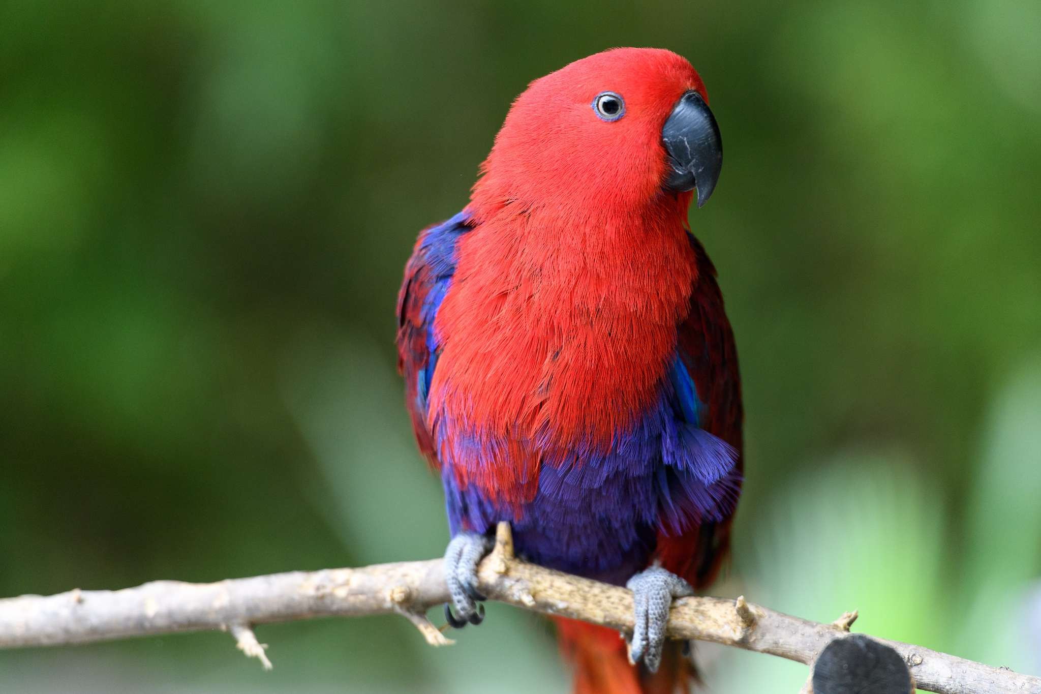 8 видов птиц, наихудших для детей