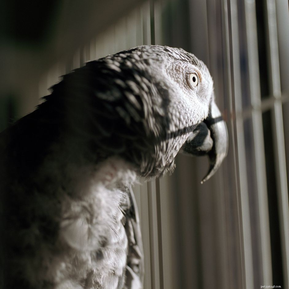 Помощь вашей домашней птице в депрессии