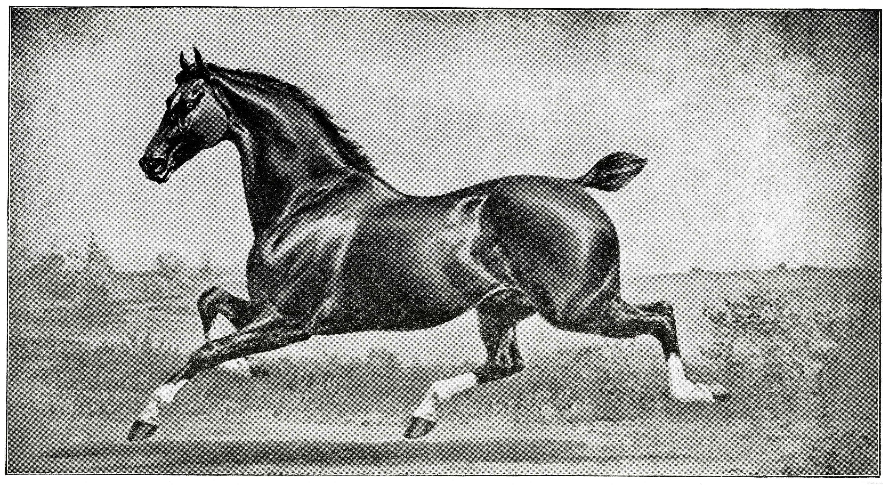 Hackney :profil de race de cheval