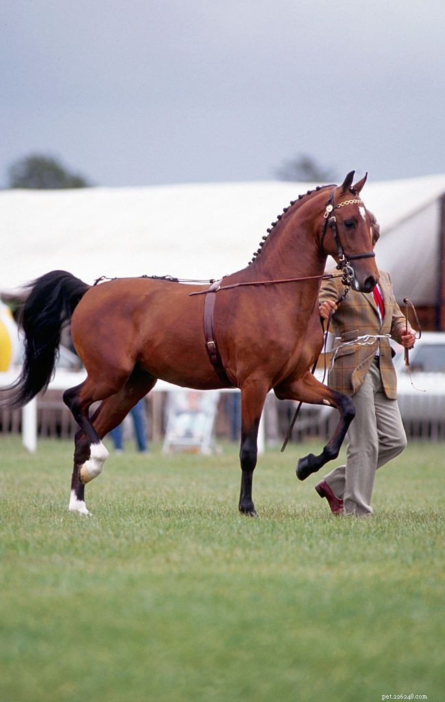 Hackney :profil de race de cheval