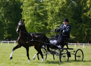 Hackney:Perfil da raça do cavalo