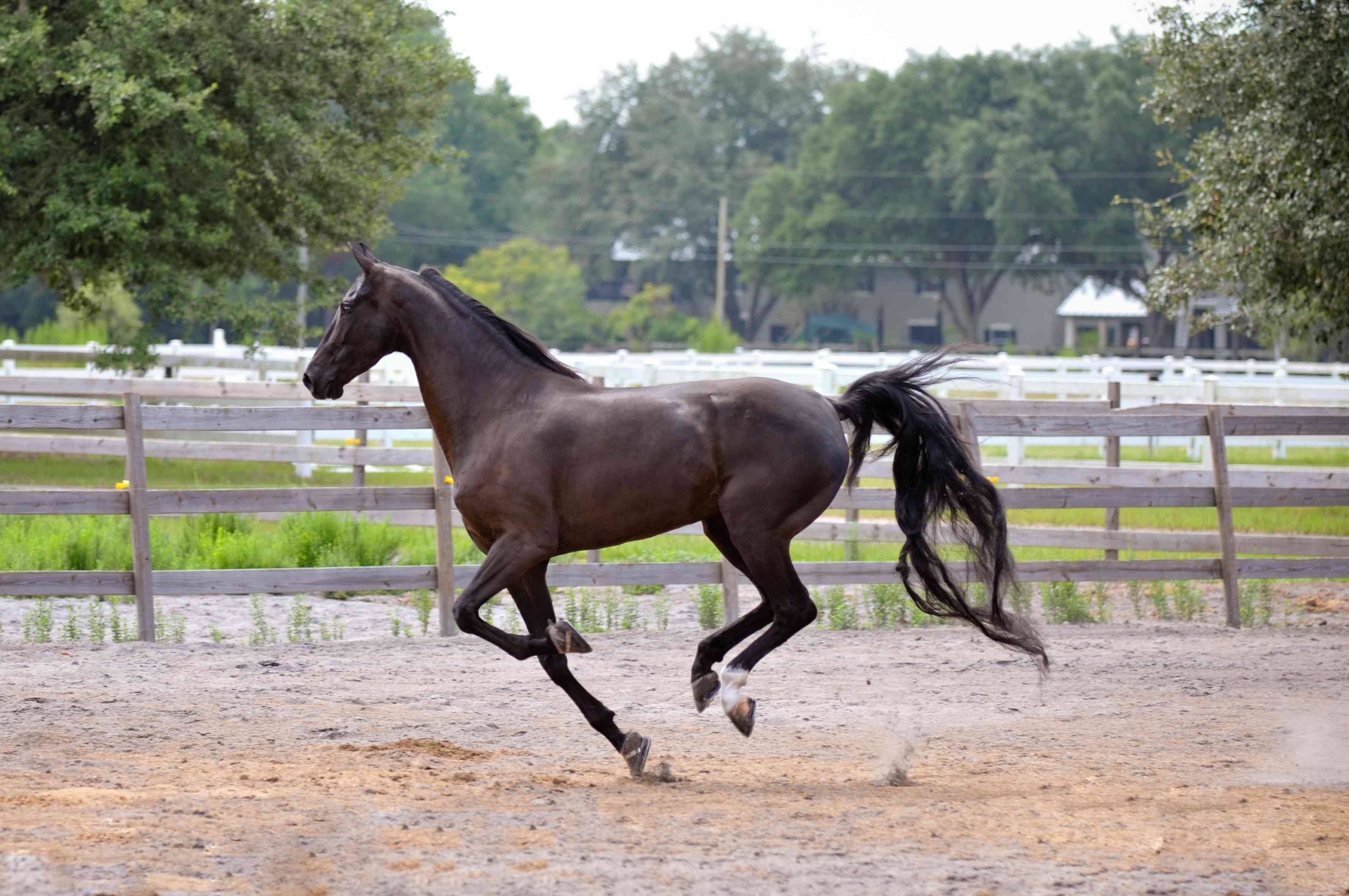 American Saddlebred：Horse Breed Profile