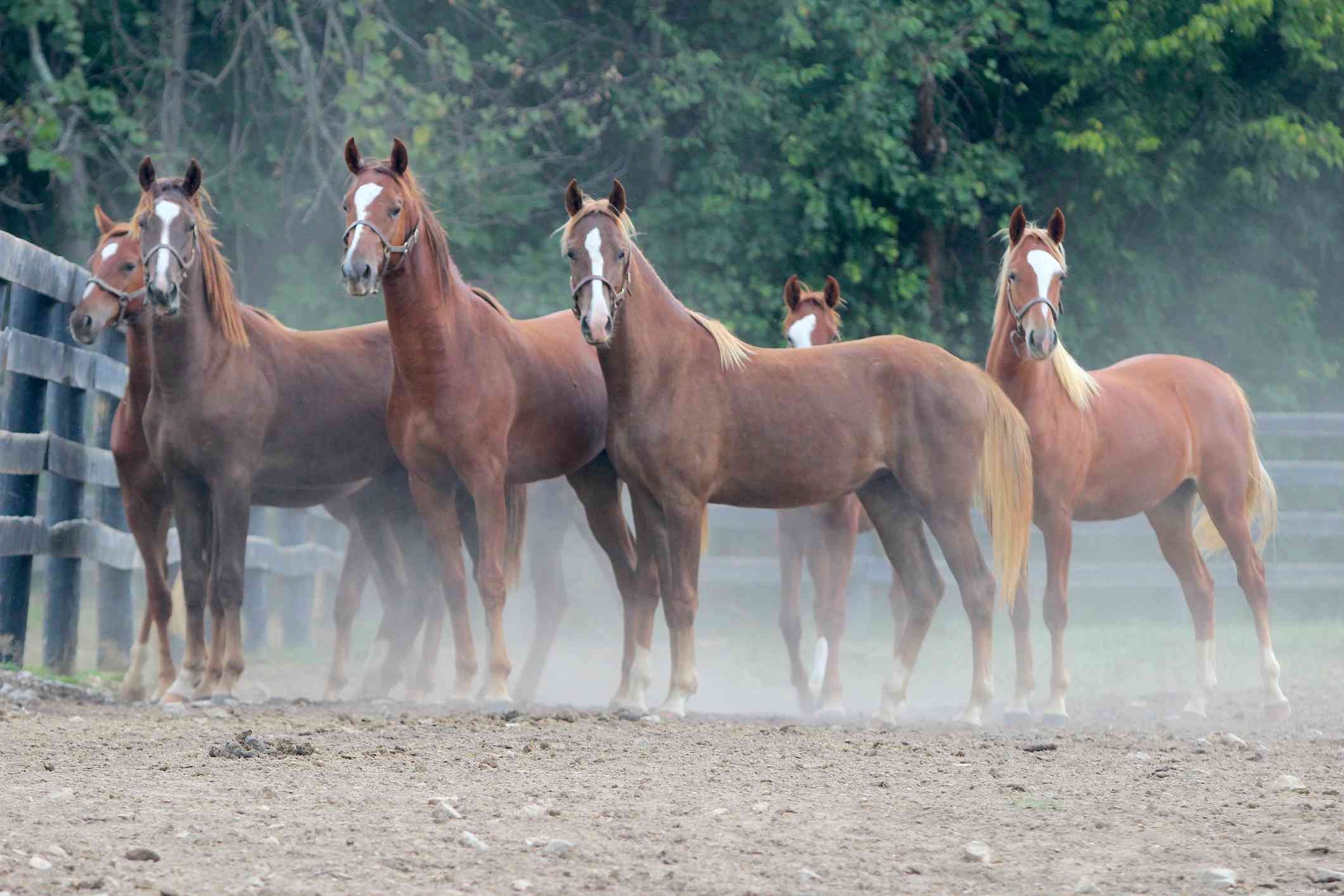 Americký saddlebred:Profil plemene koně