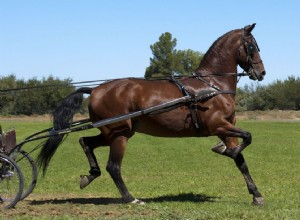 American Saddlebred:Perfil da raça do cavalo