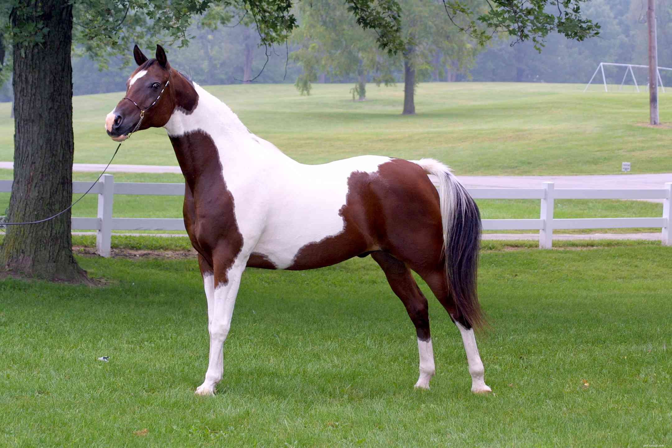 American Saddlebred:Perfil da raça do cavalo