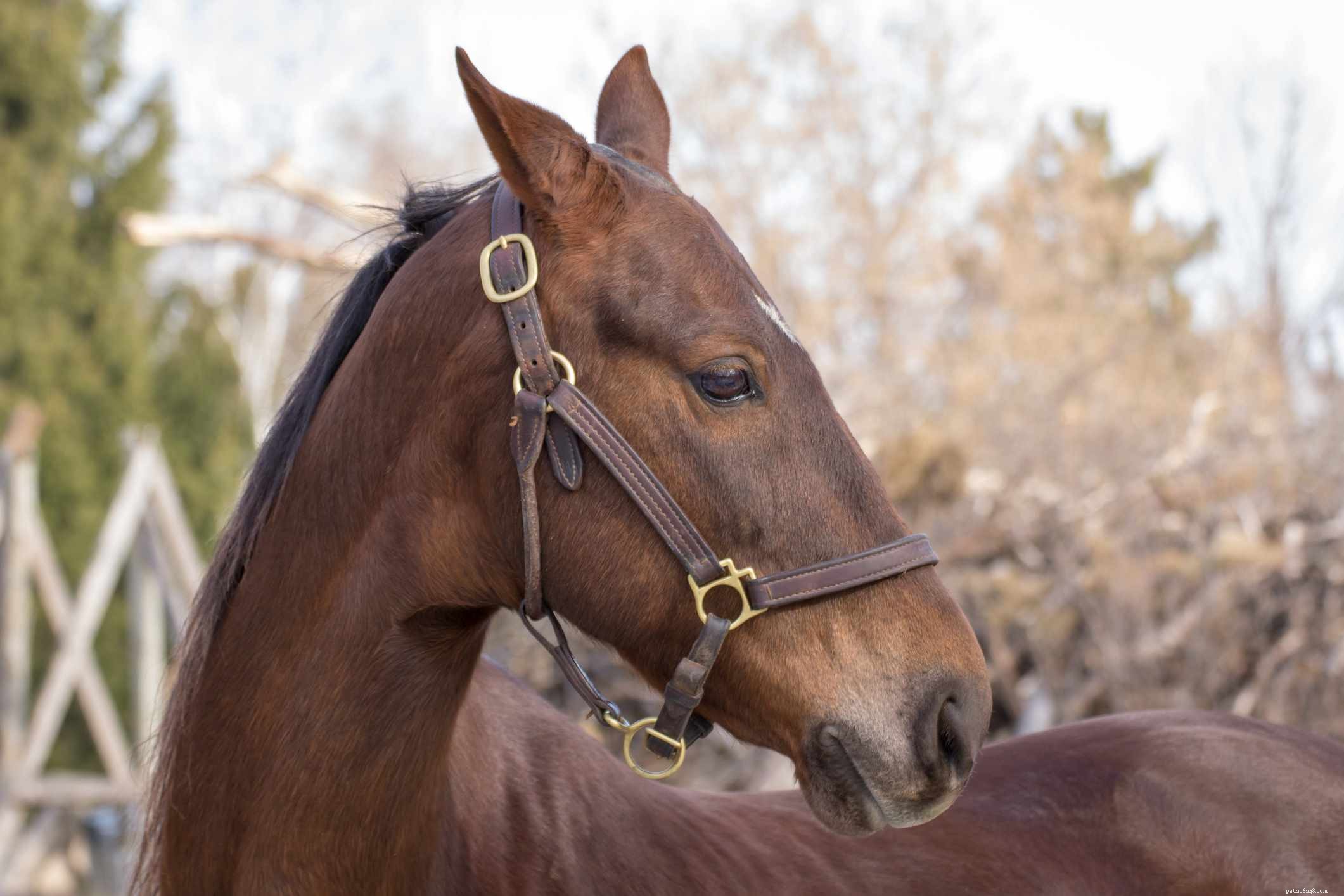 American Saddlebred:paardenrasprofiel