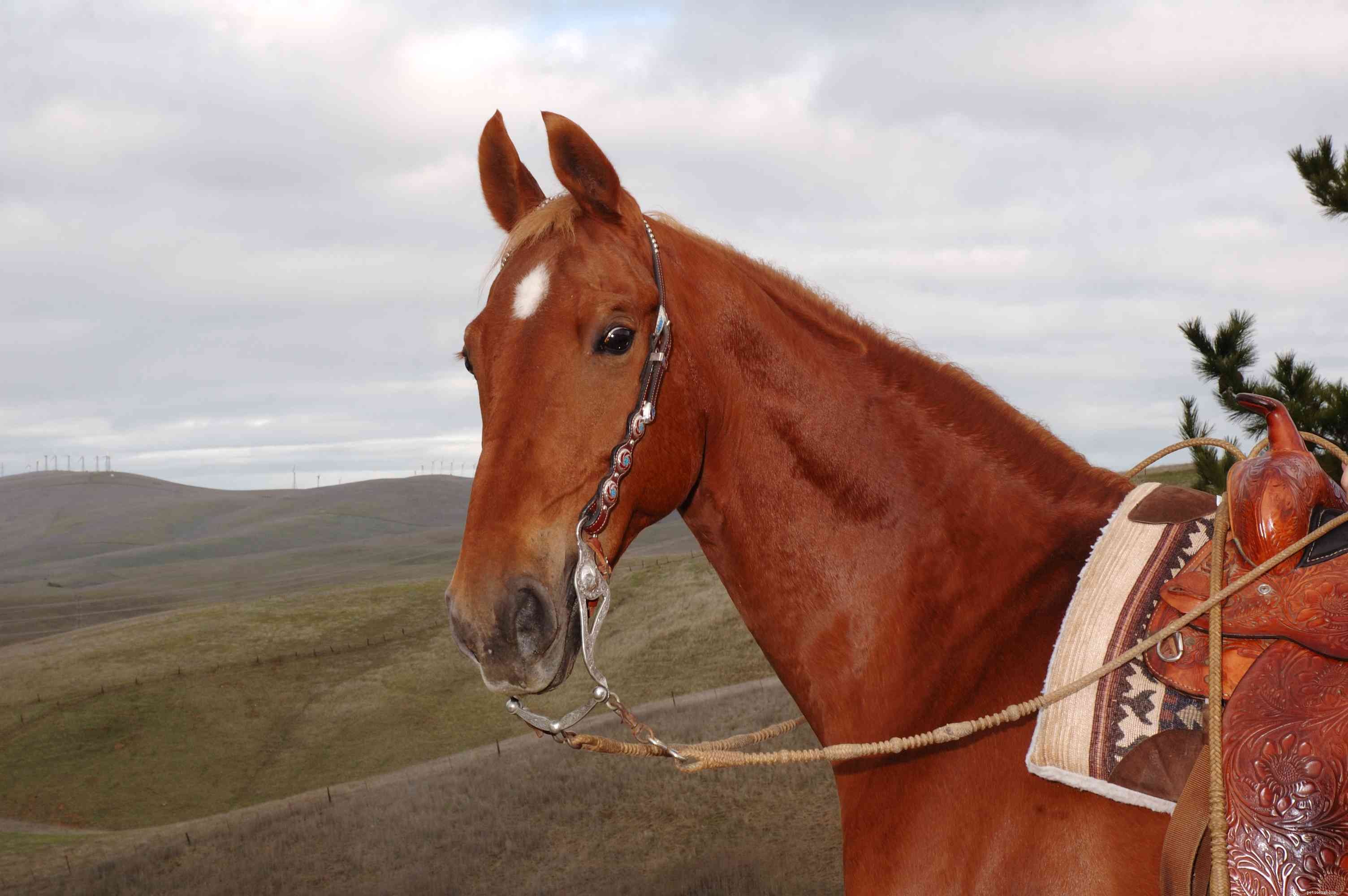 Americký saddlebred:Profil plemene koně