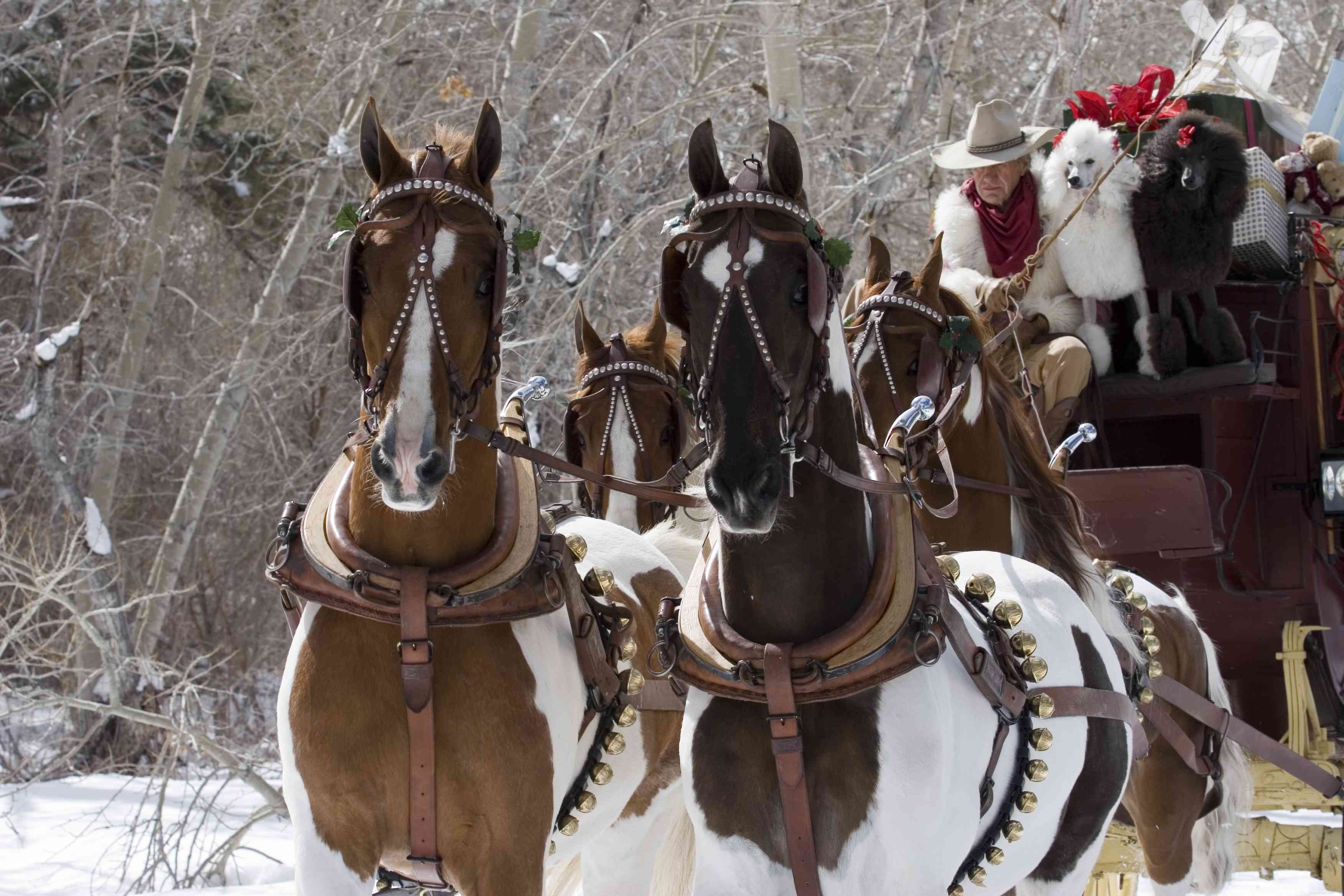 American Saddlebred:Perfil da raça do cavalo