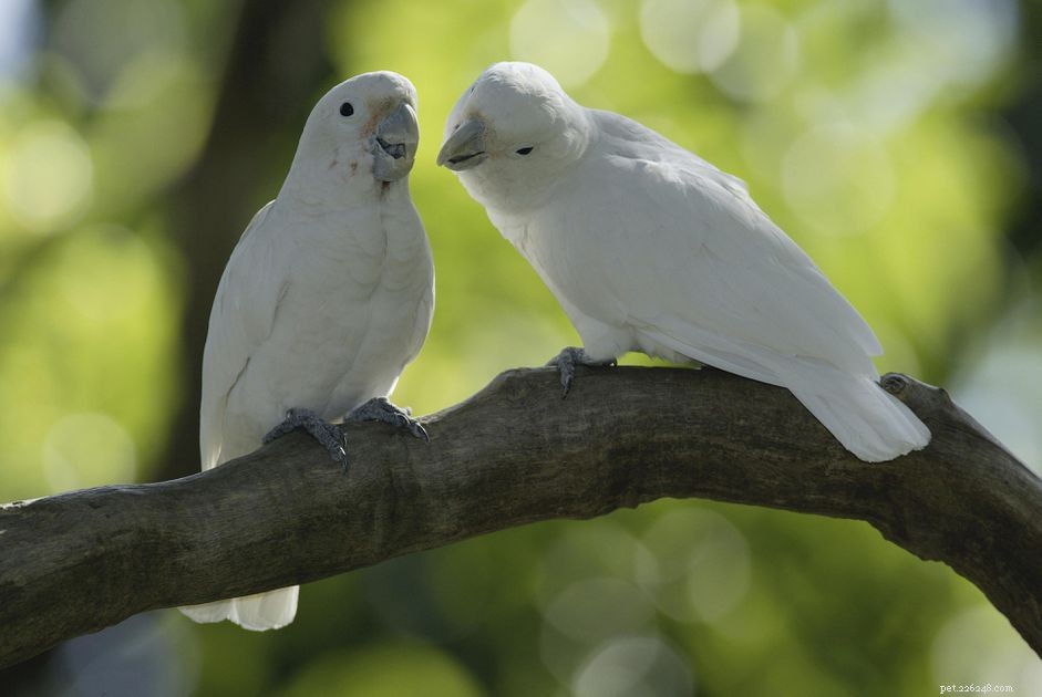 Kakadu Goffins:Profil ptačích druhů