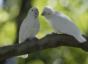 Какаду Гоффина:профиль видов птиц 