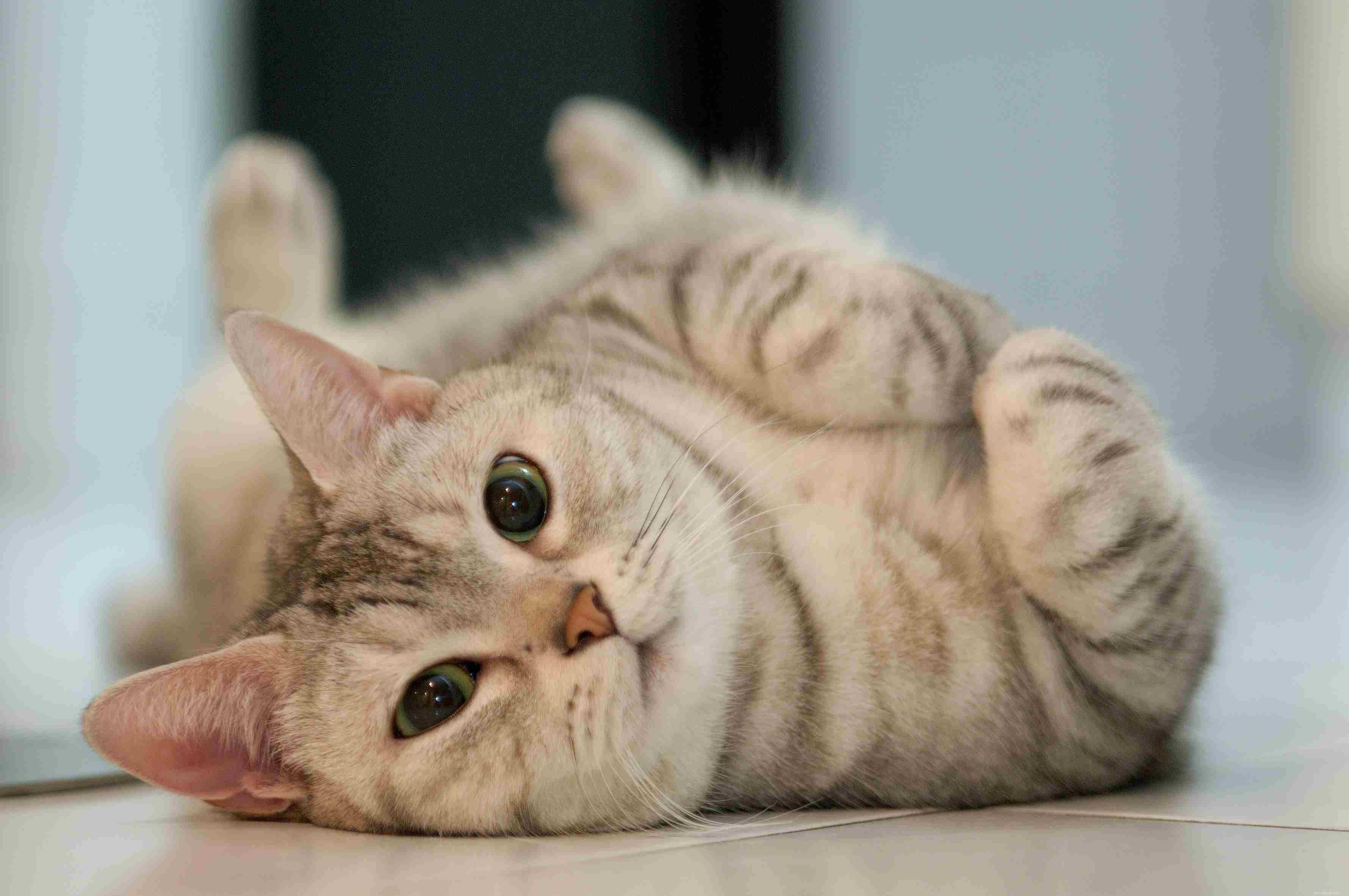 10 vysvětlení podivného chování koček