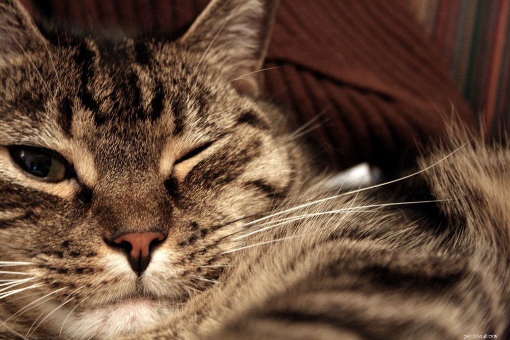 10 vysvětlení podivného chování koček