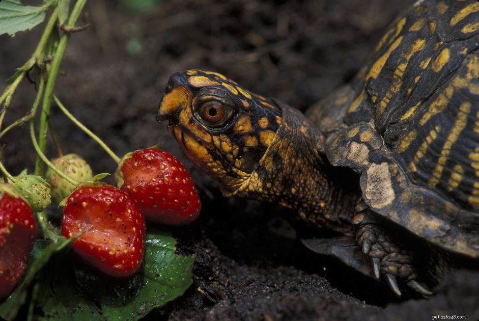 Een doosschildpad aan het eten krijgen