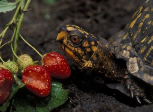Как заставить коробчатую черепаху есть