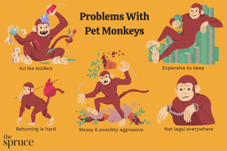 애완 원숭이를 키울 때의 문제