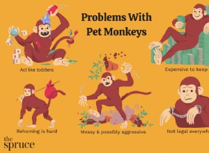 Problémy s chovem domácí opice