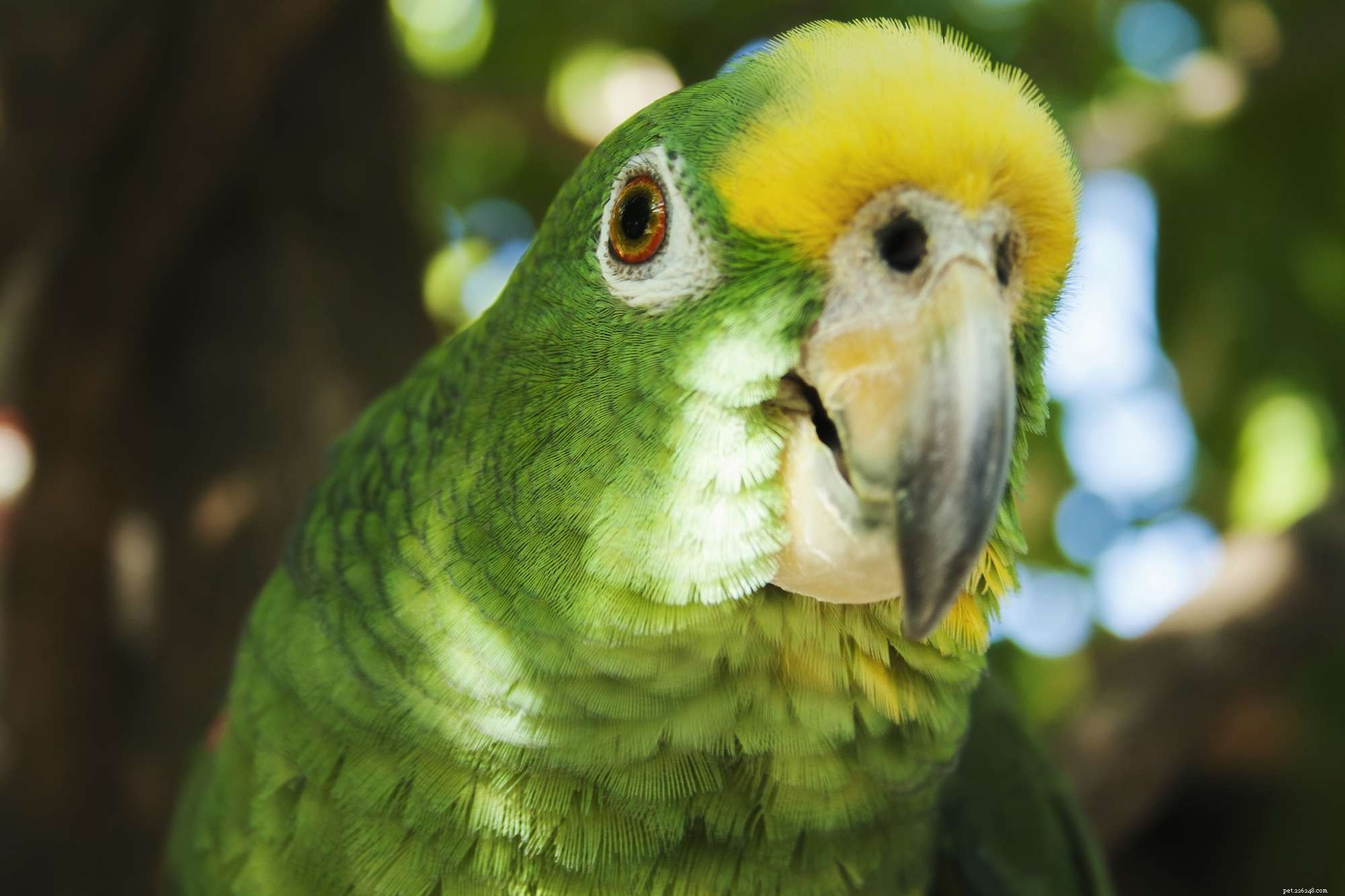 Панамский амазонский попугай (панамский желтоголовый амазон):профиль видов птиц