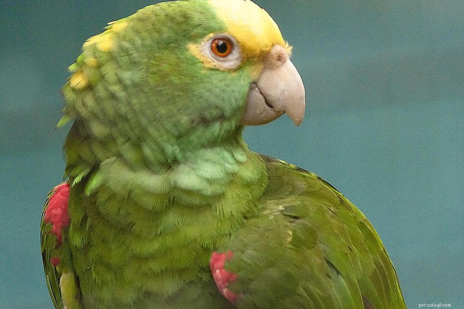 Panama Amazonas papegoja (Panama gulhuvuden Amazon):Fågelartsprofil