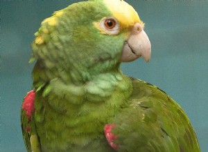 Panama Amazon Parrot（Panama Yellow-Headed Amazon）：Bird Species Profile