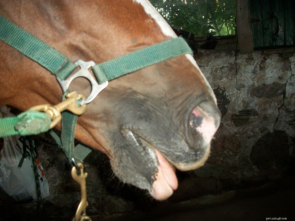 Slobbers o avvelenamento da slaframine nei cavalli