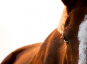 Como identificar doenças e condições da pele do cavalo