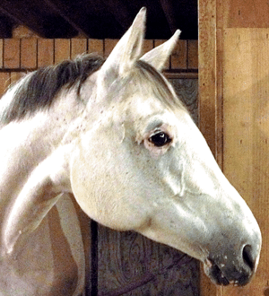 Как определить кожные заболевания и состояния лошади