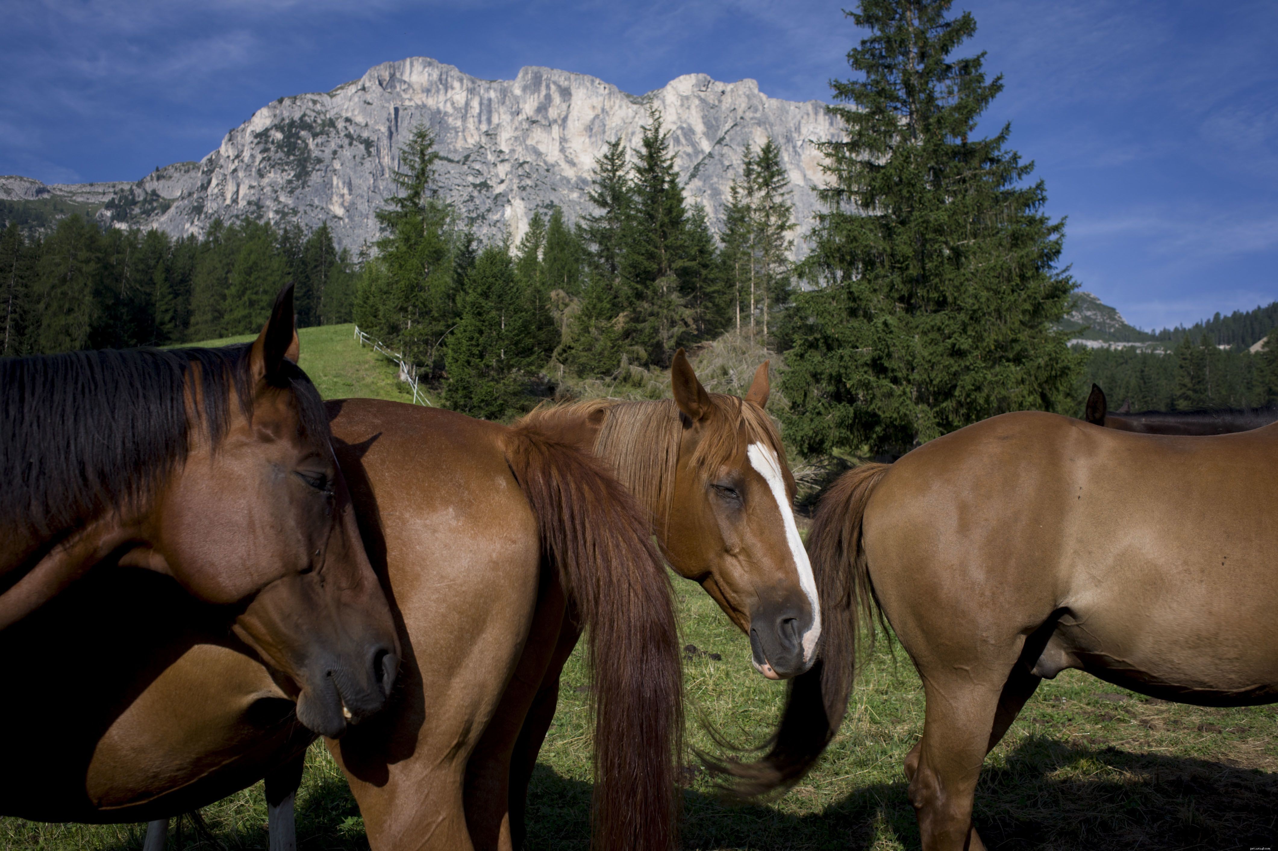 馬の皮膚の病気と状態を特定する方法 