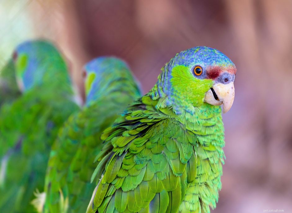 Papagaio da Amazônia com coroa lilás (Finschs Amazon):Perfil da espécie de pássaro