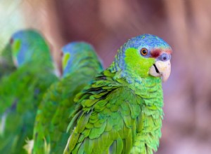 Сиреневый амазонский попугай (Finschs Amazon):профиль видов птиц