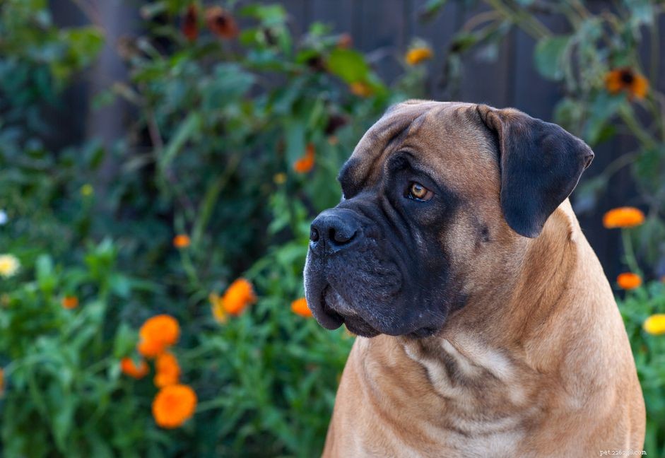 Boerboel：Dog Breed Profile