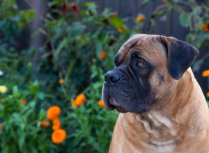 Boerboel:perfil da raça do cão