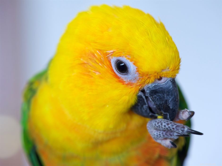 Джендей Конур:профиль видов птиц