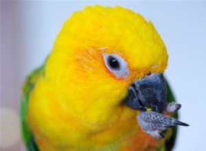 Джендей Конур:профиль видов птиц