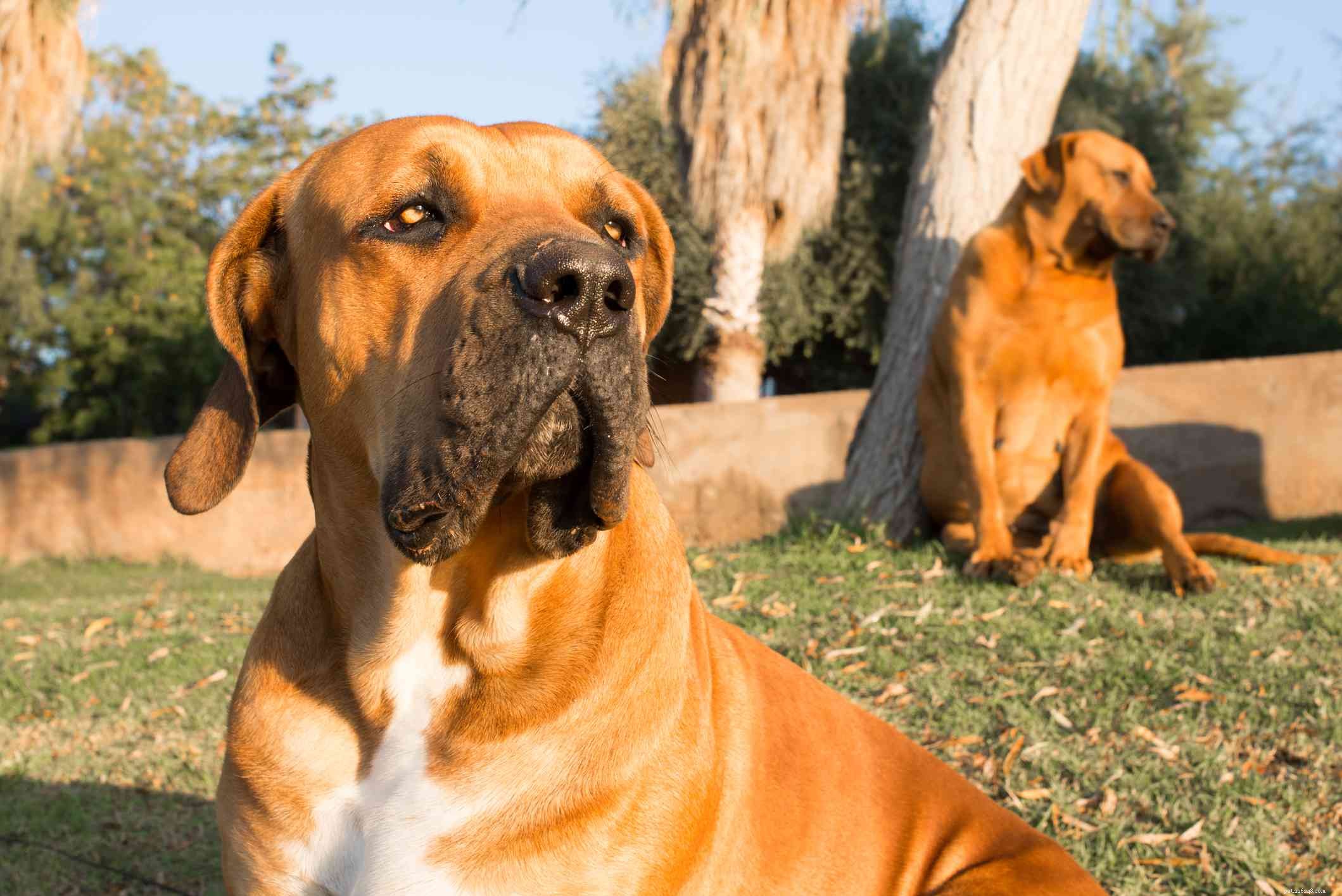 Boerboel :profil de race de chien
