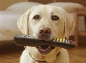 O que fazer se seu cachorro comeu uma bateria