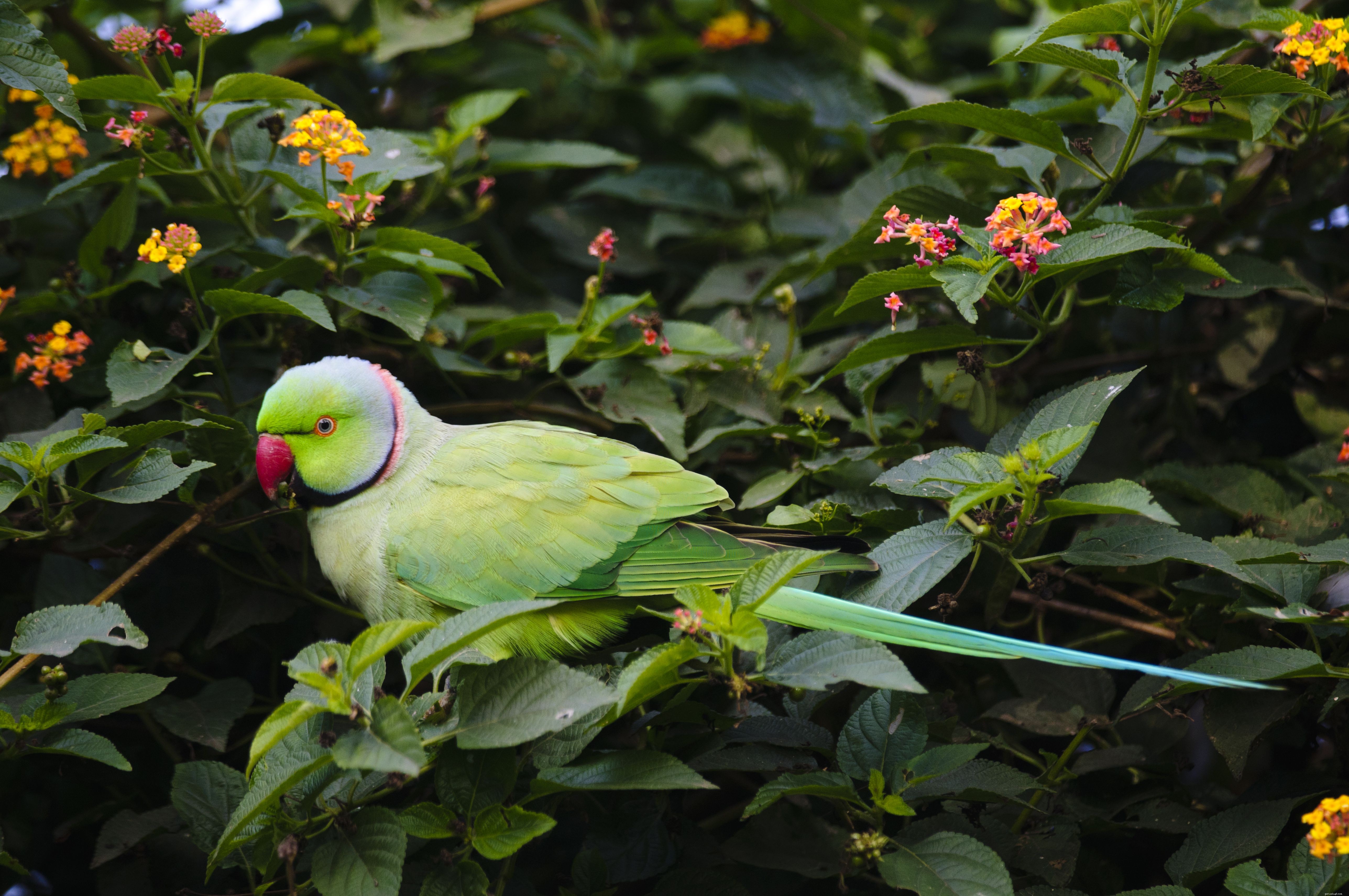 5 забавных фактов об индийских кольцевидных попугаях